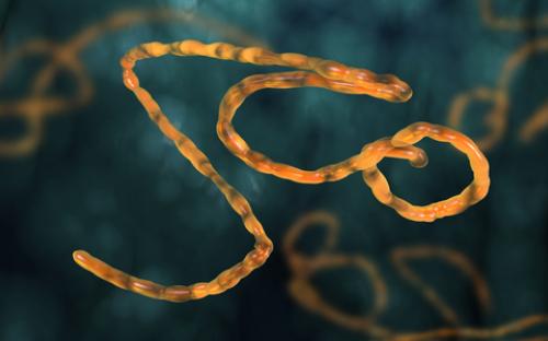 Det nya serumet kan bli ett avgörande vapen i kampen mot den tidigare obotliga och mycket dödliga sjukdomen ebola. Foto: Shutterstock